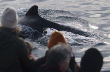 Whale Watching Safari in Sto, Vesterålen with Sea birds & Seals