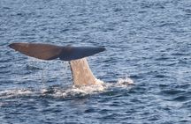 Whale Watching Safari in Sto, Vesterålen with Sea birds & Seals