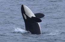 Whale Watching Safari in Sto, Vesterålen with Sea birds & Seals
