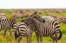 6 Day Big Five Northern Circuit Safari in Tanzania