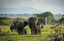 6 Day Big Five Northern Circuit Safari in Tanzania