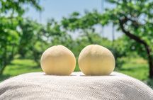 KARAKU Peach Harvest in Kurashiki