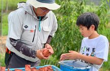 KARAKU Peach Harvest in Kurashiki