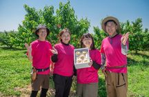 KARAKU Peach Harvest in Kurashiki