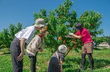 KARAKU Peach Harvest in Kurashiki
