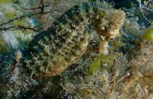 Discover Scuba Diving in Protaras - Private + Photos & Videos