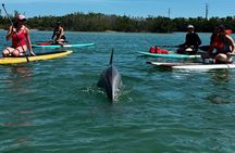 Dolphin and Manatee Paddleboard Tour