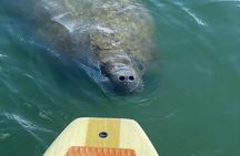Port Canaveral Kayak Tour Dolphins and Manatees Near Cruise Port
