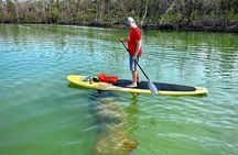 Port Canaveral Kayak Tour Dolphins and Manatees Near Cruise Port