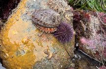 Tidepool Tours with a Marine Biologist