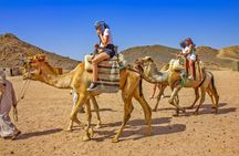 Sharm El Sheikh Quad Bike, Buggy, Stargazing, BBQ Dinner and Show