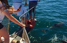 2-Hour Dolphin Watching Cruise with Drink & Appetizers Included