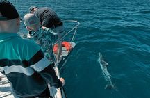 2-Hour Dolphin Watching Cruise with Drink & Appetizers Included