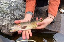 4 Hour Guided Fly Fishing Trip in Rocky Mountain National Park