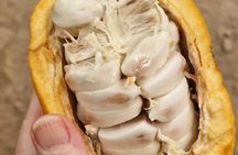 Chocolate Making Experience & Sacred Falls