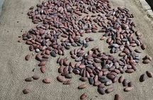 Chocolate Making Experience & Sacred Falls