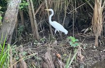 Oak Alley Or St. Joseph Plantation Plus Swamp Tour Combination
