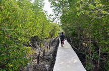 Mangrove Kayaking from Sunset to Bioluminescent Plankton