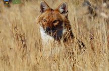 Bird Watching and WildLife tour