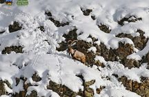 Bird Watching and WildLife tour