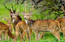 Maduru Oya National Park Private Safari with Naturalist