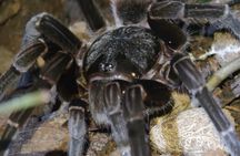 Tarantula's Way Night Tour