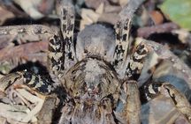 Tarantula's Way Night Tour