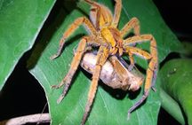 Tarantula's Way Night Tour