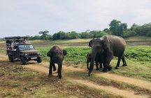 Wilpattu National Park Private Safari
