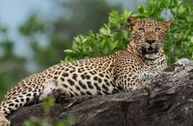 Wilpattu National Park Private Safari