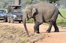 Wilpattu National Park Private Safari