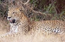 Yala National Park Private Safari