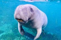 Silver Springs Clear Kayak Tour – Manatees & Monkeys Tour