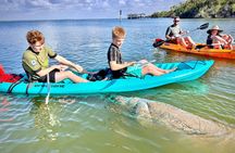 Dolphin and Manatee Paddleboard Tour