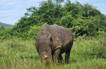 Full Day Game Drive in Akagera National Park