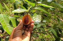 Stone Town and Spice Farm Cultural Tour