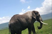 2 Day Safari in Tarangire National Park and Ngorongoro Crater