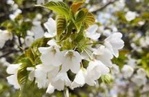 Kyoto Satoyama Cycling with Lunch and English Guide