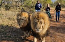 Lion Walk Guided Tour Adventure