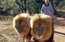 Lion Walk Guided Tour Adventure