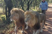 Lion Walk Guided Tour Adventure