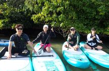 Hidden Jungle Mangrove SUP in Miyakojima (English tour)