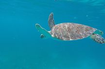 Snorkel St. John Tour from Sapphire and Margaritaville