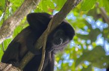 Manuel Antonio National Park Guided Wildlife Tour