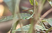 Manuel Antonio National Park Guided Wildlife Tour