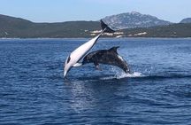 Dolphin Watching and Snorkeling Adventure in Figarolo Sardinia
