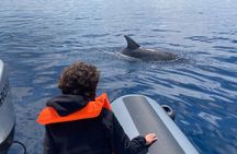 Dolphin Watching and Snorkeling Adventure in Figarolo Sardinia