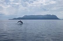 Dolphin Watching and Snorkeling Adventure in Figarolo Sardinia
