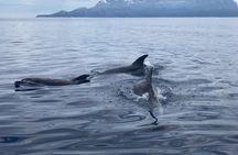 Dolphin Watching and Snorkeling Adventure in Figarolo Sardinia