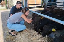 Paestum Traditions, Buffaloes, Ceramics, Temples